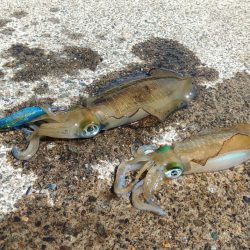台風が来る前にエギング
